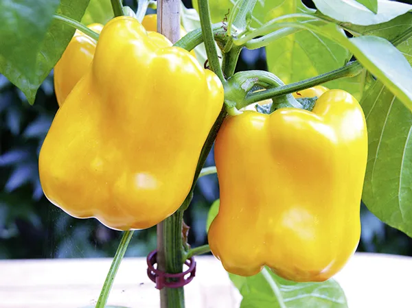 Paprika Coletti F1