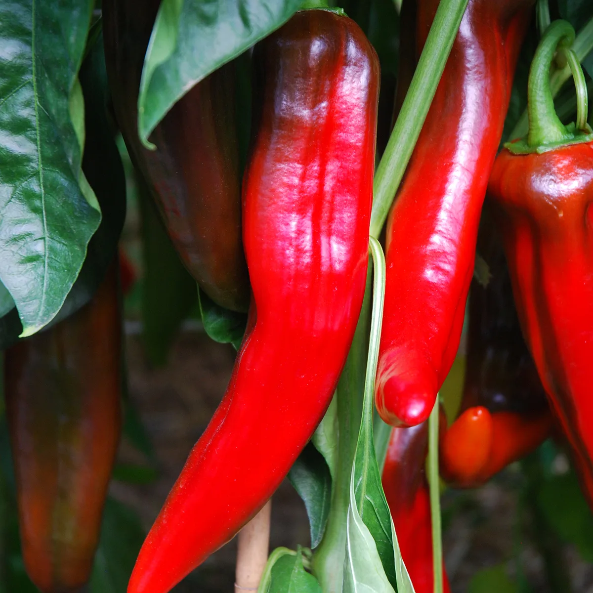 Paprika Corno Di Bue Rosso Bio Demeter