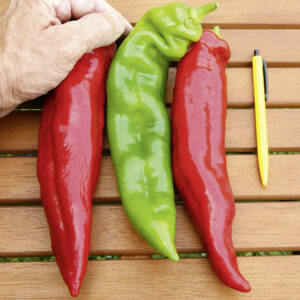 Paprika Estilo F1