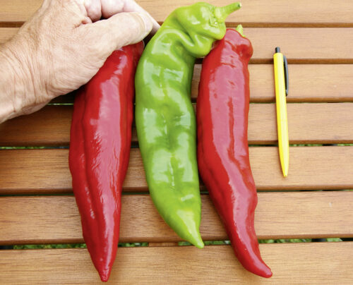 Paprika Estilo F1