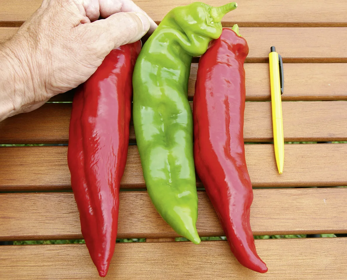 Paprika Estilo F1