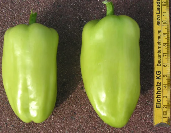 Paprika Gypsi F1