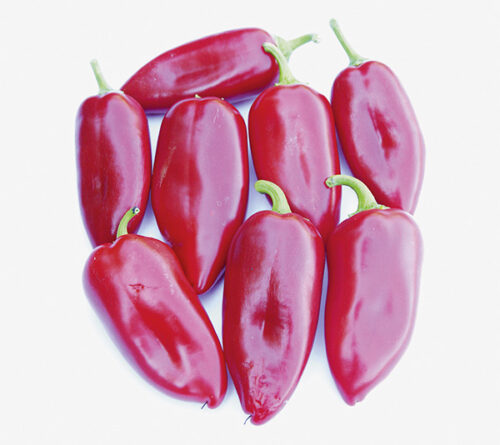 Paprika Kostas F1
