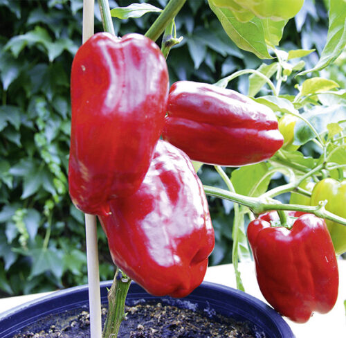 Paprika Lamuyo F1