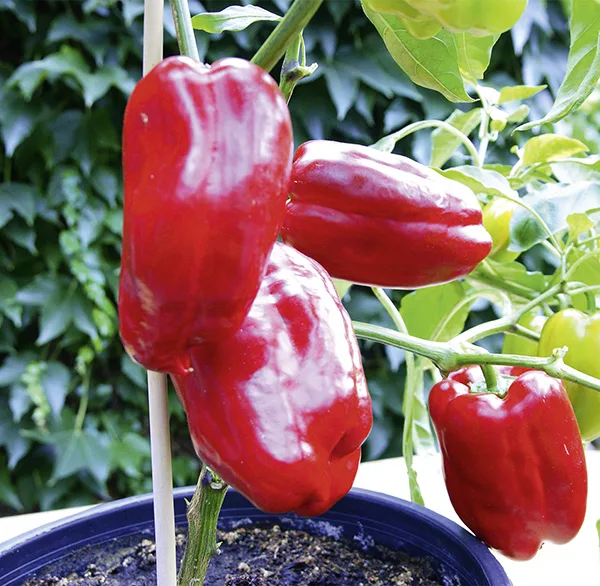 Paprika Lamuyo F1