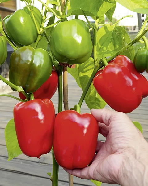 Paprika Patrizio F1