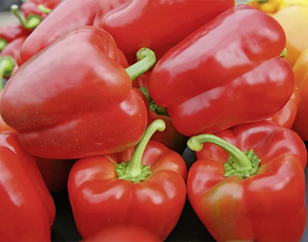 Paprika Reina F1