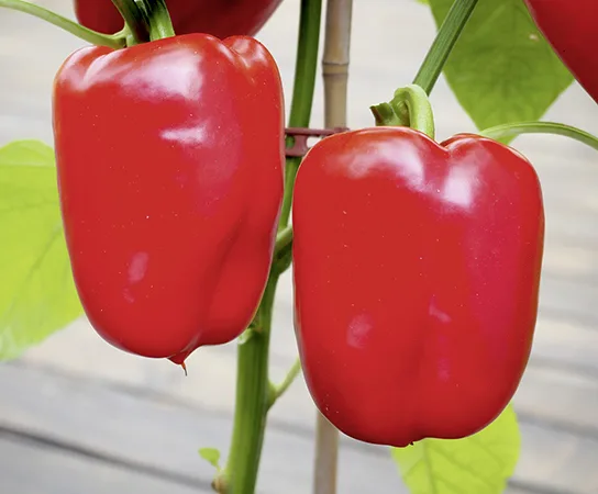 Paprika Yolo Wonder
