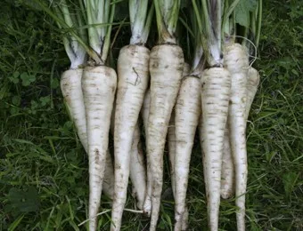 Pastinake Tender & True Bio