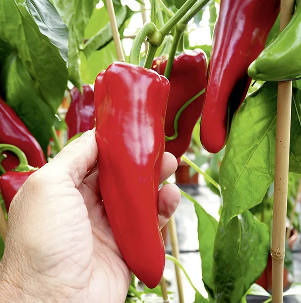 Peperoni Amboy F1