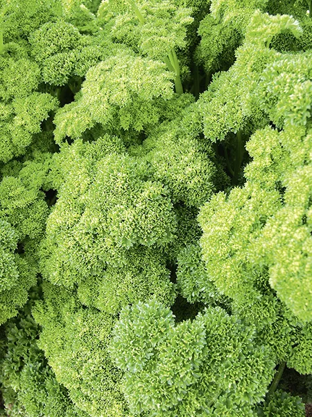 Petersilie Grüne Perle (Biosaatgut)