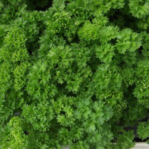 Petersiliensamen Grüne Perle