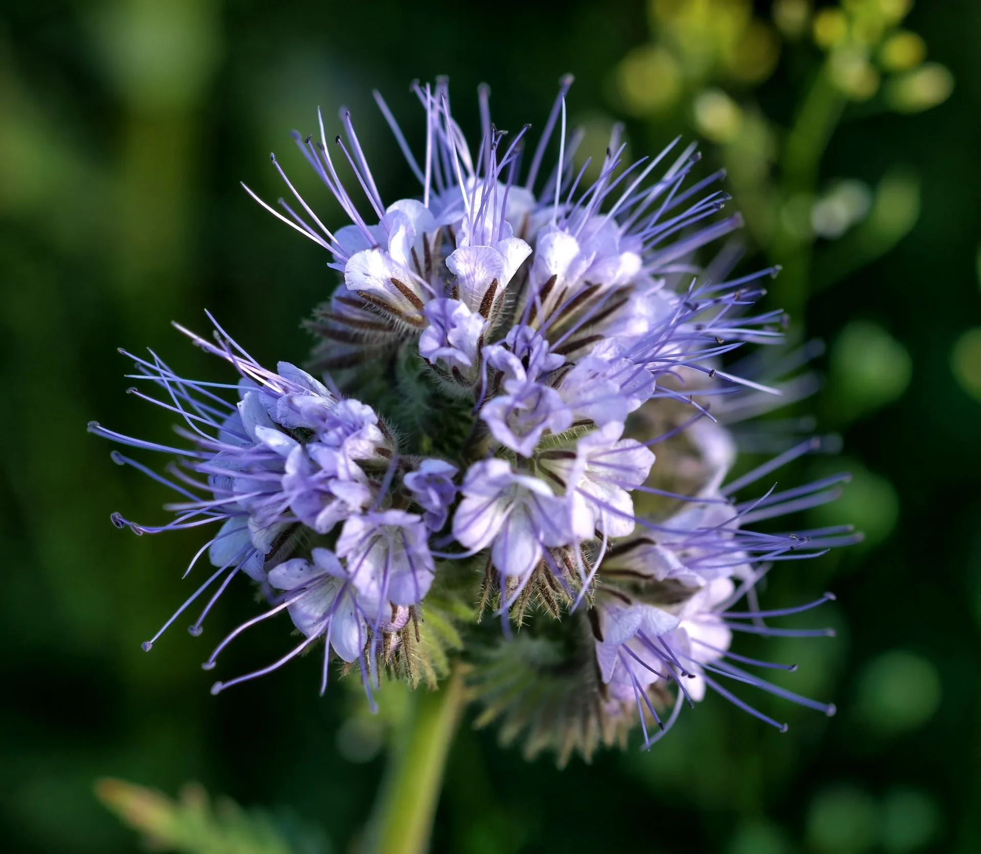 Phacelia Phaci, Bienenfreund (50g)