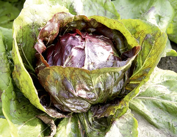 Radicchio Indigo