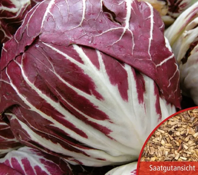 Radicchio Palla Rossa