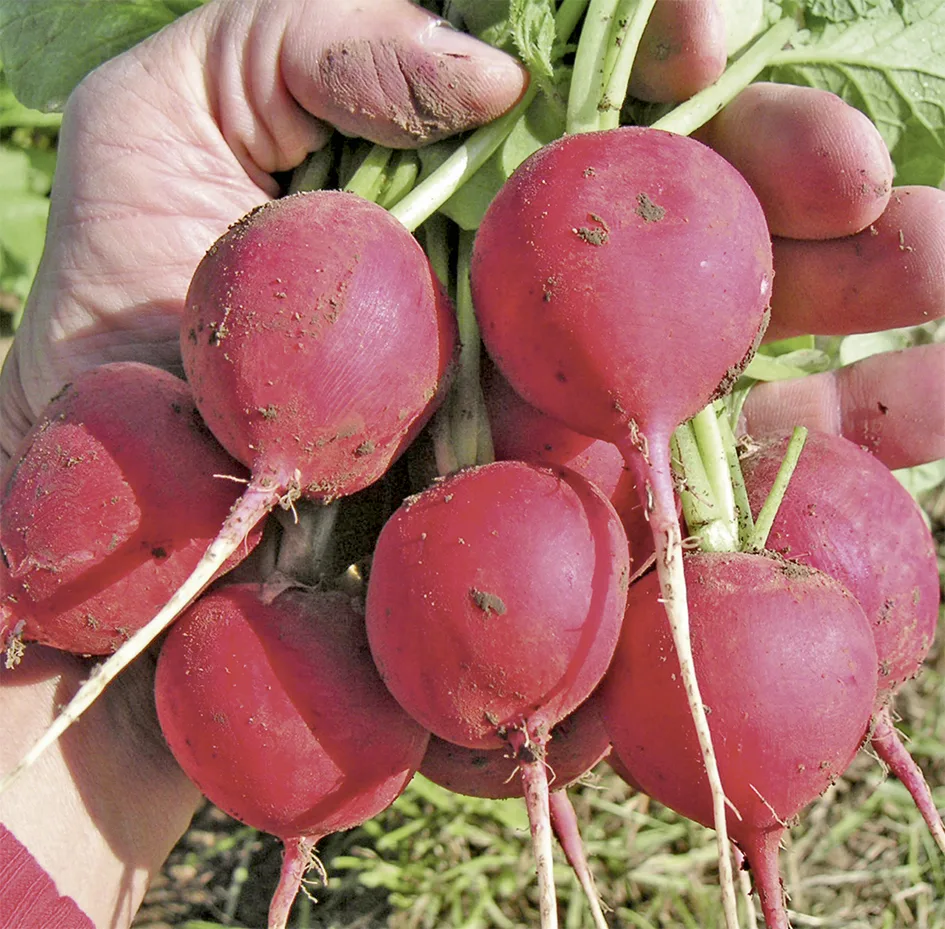 Radies Sora (ersetzt Rondeel) Maxitüte