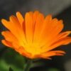 Ringelblumensamen - Calendula