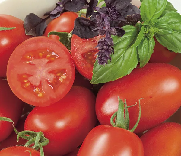 Roma Tomate Nagina F1