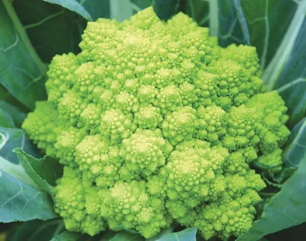 Romanesco Blumenkohl White Gold F1