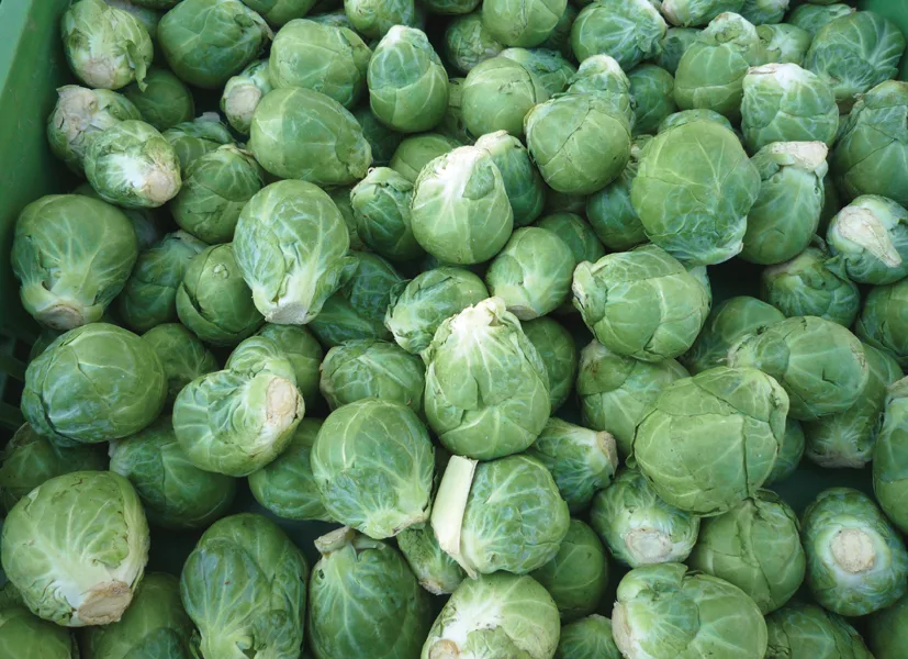 Rosenkohl Igor F1