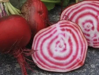 Rote Bete Tondo di Chioggia Bio