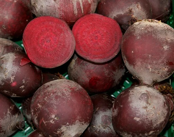 Rote Rübe Pablo (rund)