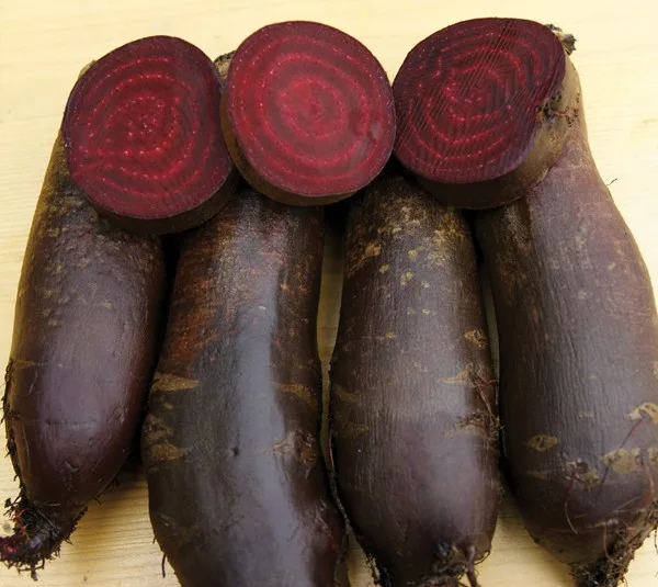 Rote Rübe Taunus (zylindrisch)