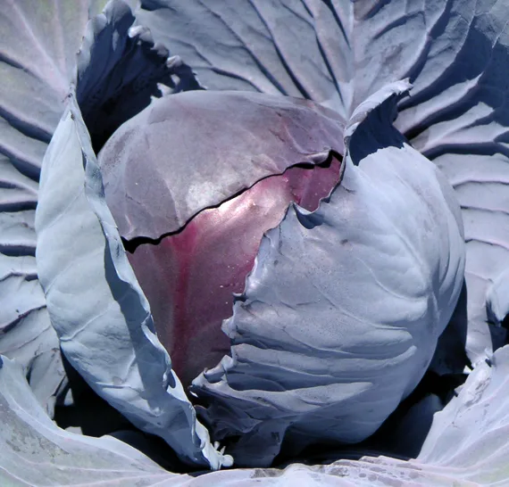 Rotkohl Resima F1