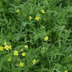 Rukola / Salatraukesamen