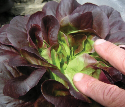Salanova Barlach (S.pillen)