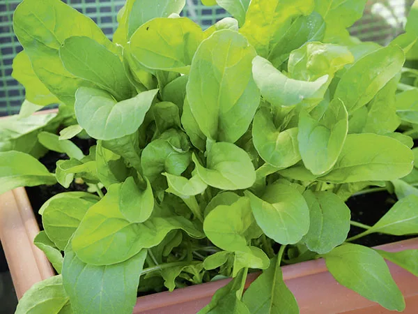 Salatrauke (Rucola)