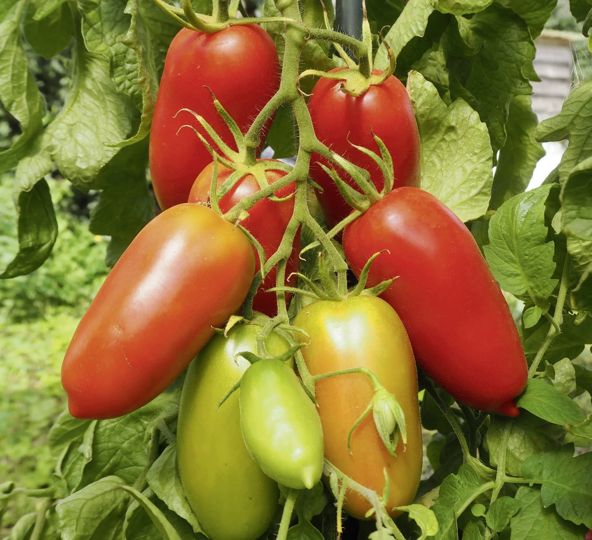 San Marzano - Tomate Agro F1