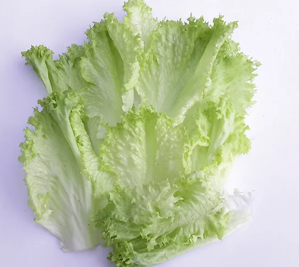 Schnittsalat Crispita -Saatband 5 m