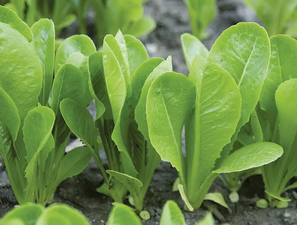 Schnittsalat Friel