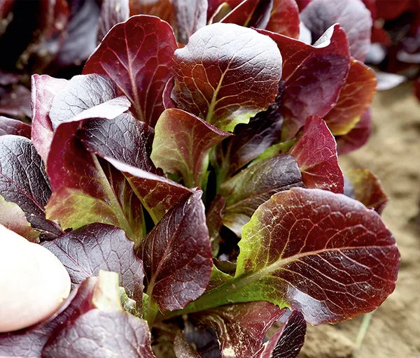 Schnittsalat Preluda