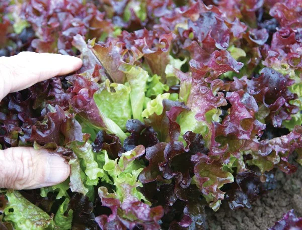 Schnittsalat Rosalo