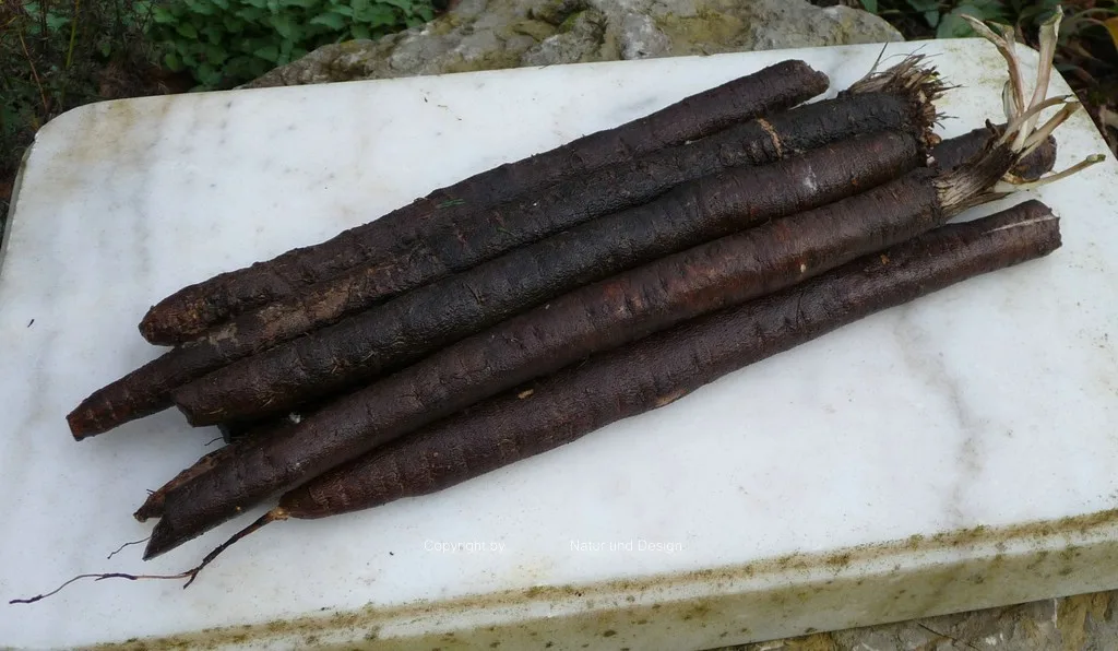 Schwarzwurzelsamen Hoffmanns Schwarze Pfahl Bio