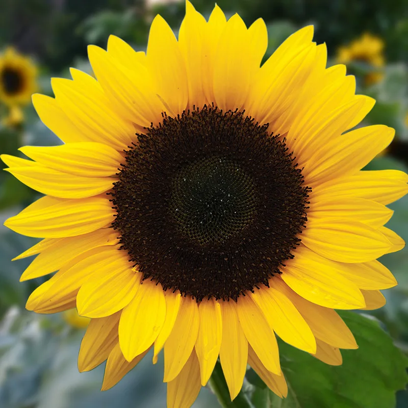 Sonnenblume Großblumige Bio