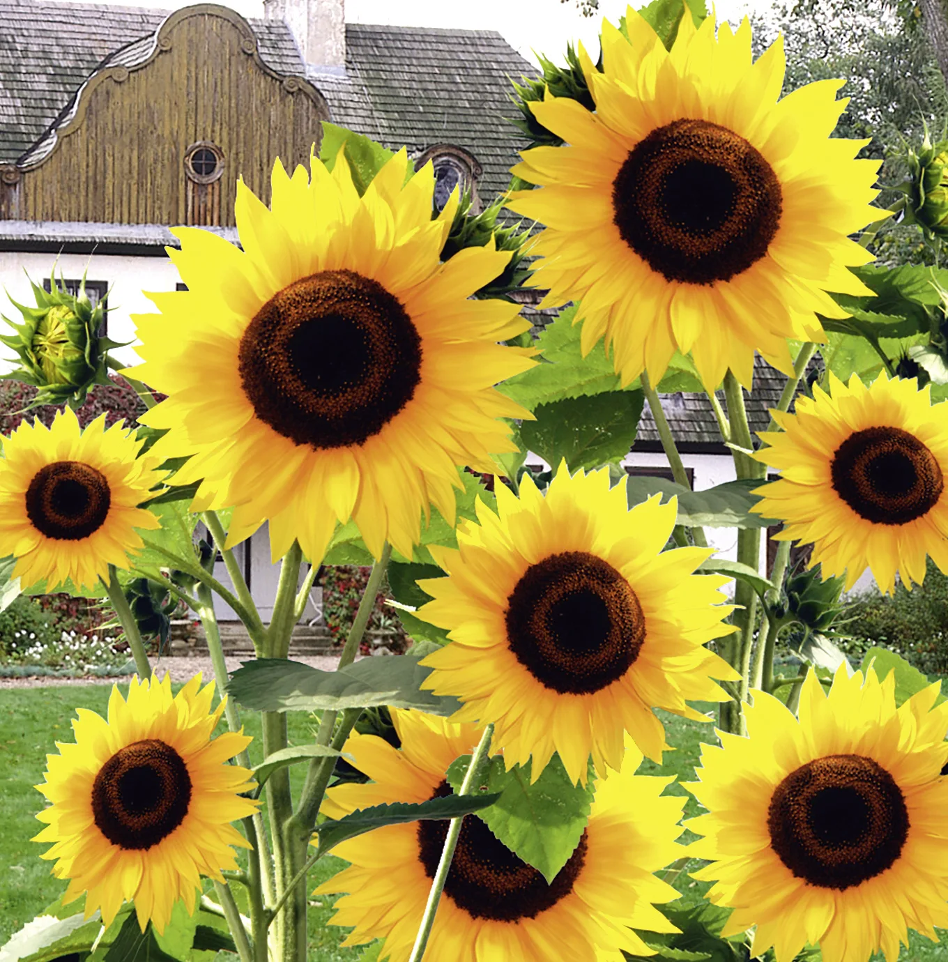 Sonnenblume Hohe Riesen