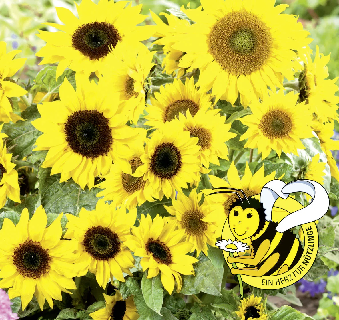 Sonnenblume Majestic Mix