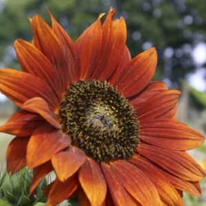 Sonnenblumensamen Velvet Queen Bio