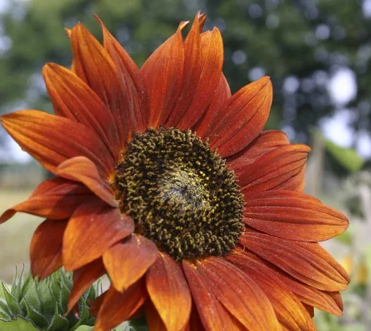 Sonnenblumensamen Velvet Queen Bio