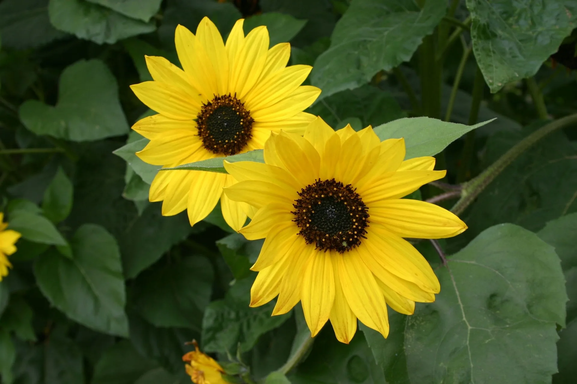 Sonnenblumensamen gelb Bio