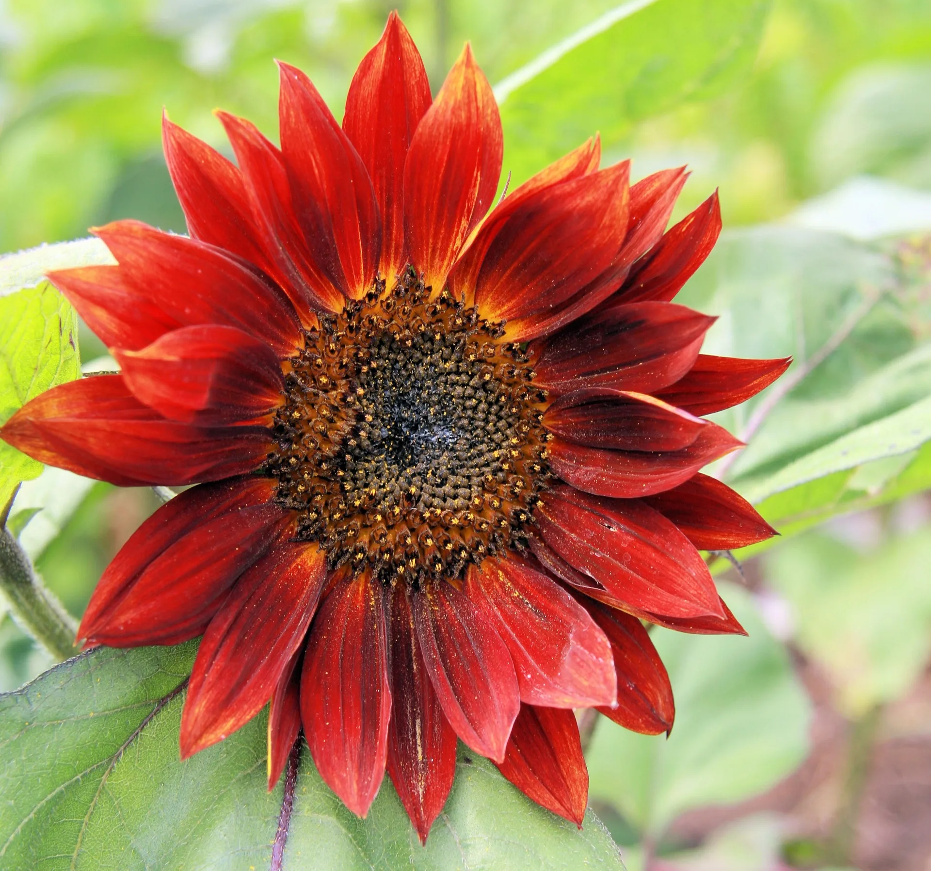Sonnenblumensamen rot Bio