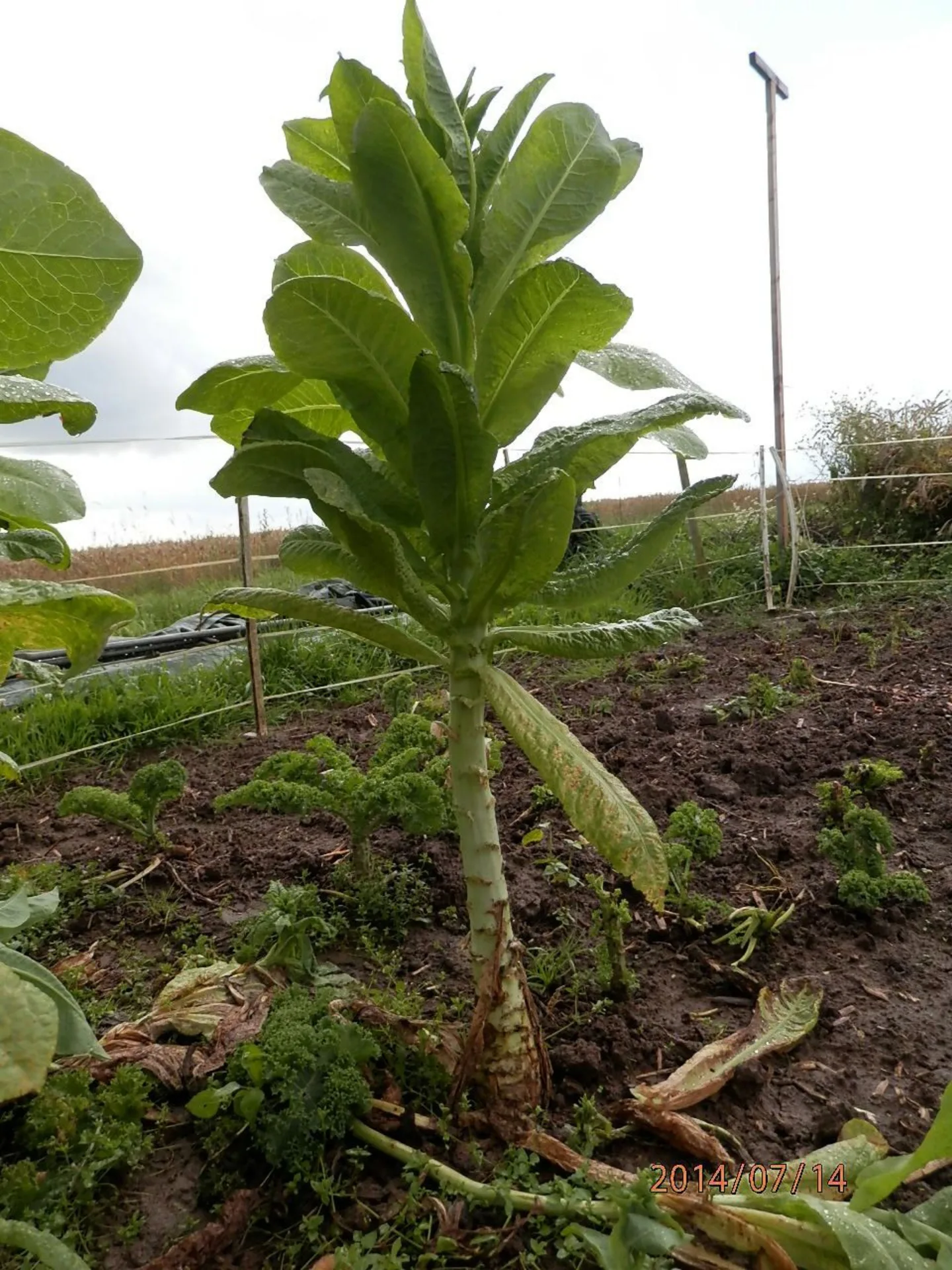 Spargelsalatsamen Chinesische Keule Bio Demeter