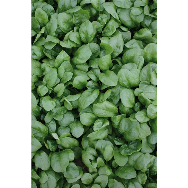 Spinat Winter Riesenblatt Bio