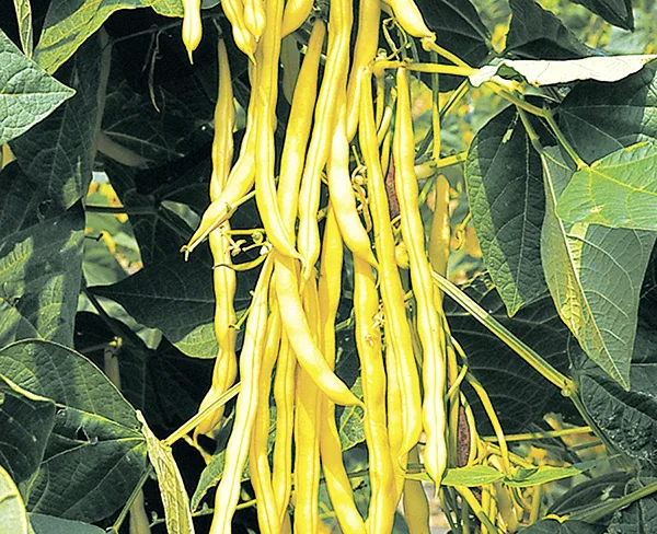 Stangenbohne Neckargold (gelb)