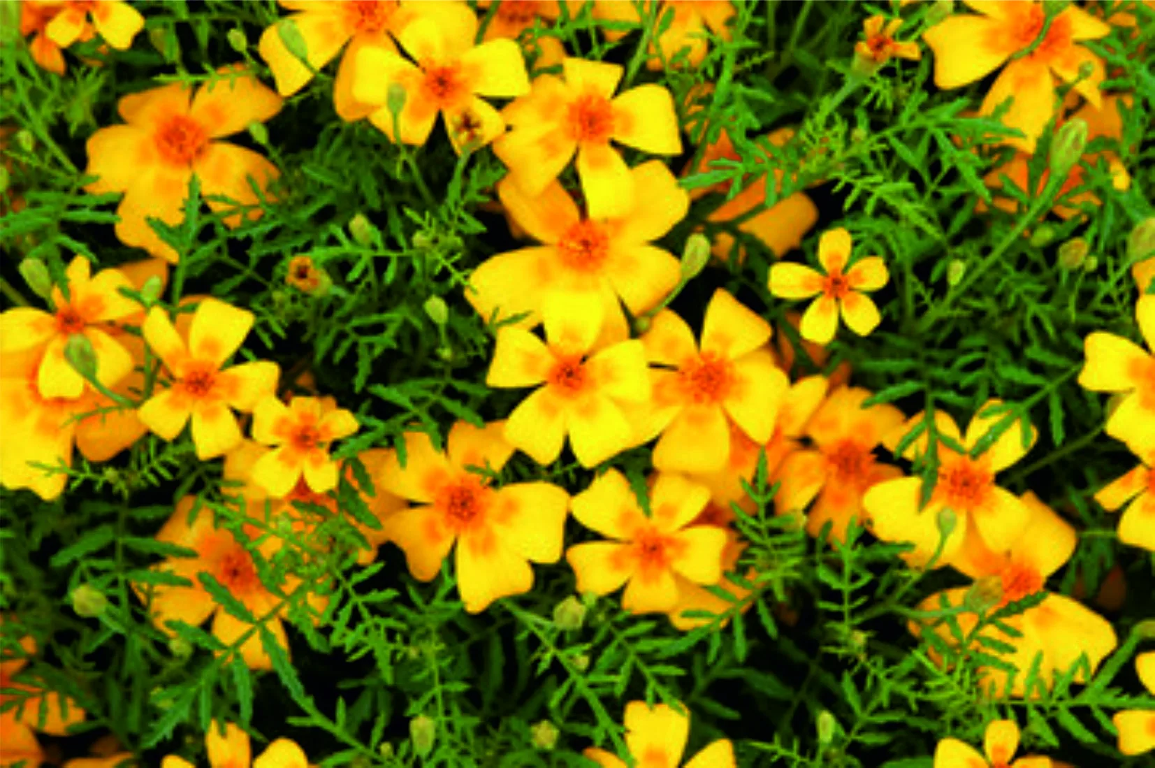 Tagetes Gründüngung