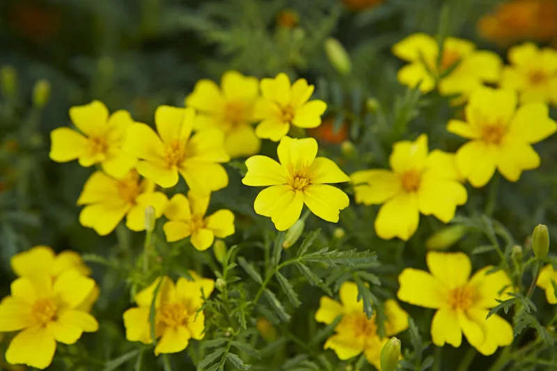 Tagetes Luna Lemon Yellow