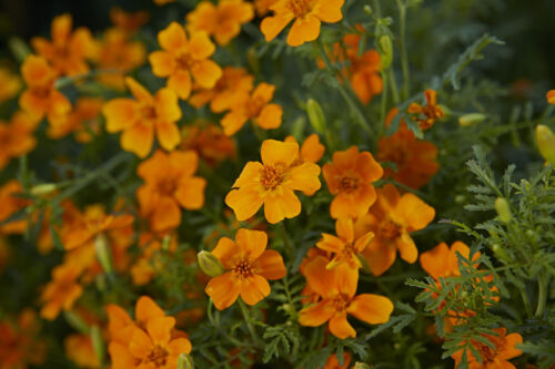 Tagetes Luna Orange